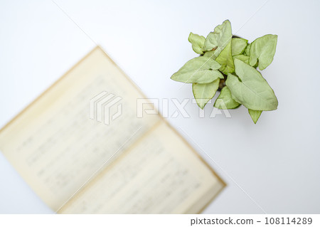 Overhead photography of novels and houseplants 108114289