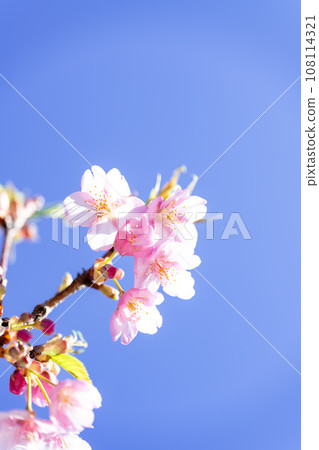 Close-up of cherry blossoms shining against the bright spring sky (copy space material) (Minamiaso Sakura Park/Aspecta) Minamiaso 108114321