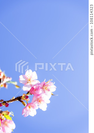Close-up of cherry blossoms shining against the bright spring sky (copy space material) (Minamiaso Sakura Park/Aspecta) Minamiaso Close-up of cherry blossoms shining against the bright spring sky (copy space material) (Minamiaso Sakura Park/Aspecta) Minamiaso 108114323