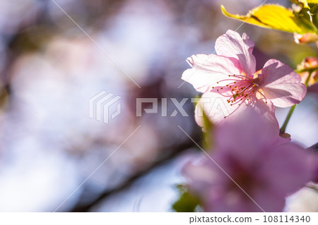 Cherry blossoms bathing in the spring sunlight (copy space material) (Minamiaso Sakura Park/Outdoor Aspecta) Minamiaso Cherry blossoms bathing in the spring sunlight (copy space material) (Minamiaso Sakura Park/Outdoor Aspecta) Minamiaso 108114340