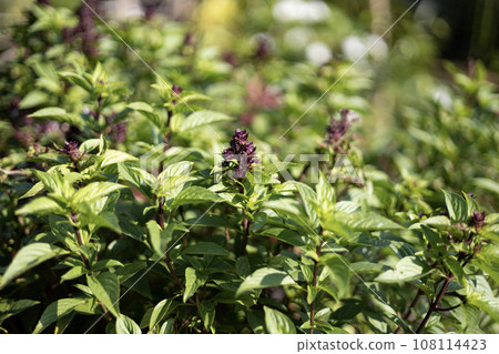 Close Up. Thai basil is a type of basil native Stock Photo