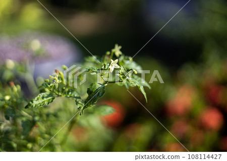 Chilli Leaves And Chilli Flower With Blur Image. Chilli Flowers Are On The Tree. Close Up. Chilli Leaves And Chilli Flower With Blur Image. Chilli Flowers Are On The Tree. Close Up. 108114427