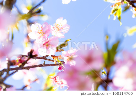 Close-up of cherry blossoms that shine in a bright spring (copy space material) (Minamiaso Sakura Park/Outdoor Aspecta) Minamiaso Close-up of cherry blossoms that shine in a bright spring (copy space material) (Minamiaso Sakura Park/Outdoor Aspecta) Minamiaso 108114760