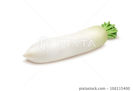 radish illustration realistic 108115400