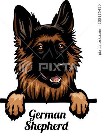 German Shepherd - Color Peeking Dogs - breed face head isolated on white 108115439