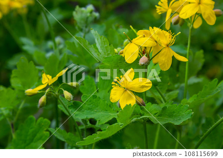 Macro photo of natural yellow flowers of celandine. Background blooming flowers plant celandine 108115699