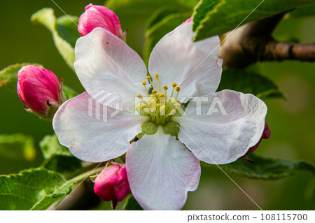 Flower buds, flowers and green young leaves on a branch of a blooming apple tree. Close-up of pink buds and blossoms of an apple tree on a blurred background in spring. Selective focus 108115700