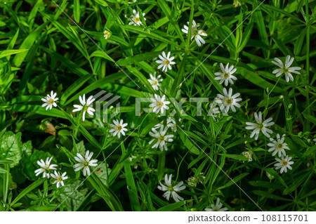 Stellaria holostea. delicate forest flowers of the chickweed, Stellaria holostea or Echte Sternmiere. floral background. white flowers on a natural green background. flowers in the spring forest 108115701