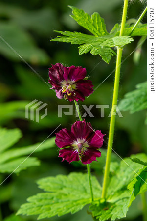 Dark purple dusky flowers in the garden, selective focus with green bokeh background - Geranium faeum 108115702