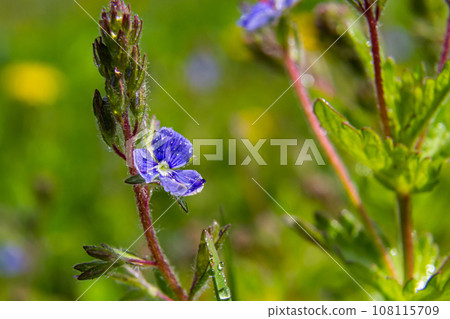 Closeup on the brlliant blue flowers of germander speedwell, Veronica chamaedrys growing in spring in a meadow, sunny day, natural environment Closeup on the brlliant blue flowers of germander speedwell, Veronica chamaedrys growing in spring in a meadow, sunny day, natural environment 108115709