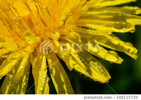 Dandelion yellow flowers close up detail with rain drops 108115720