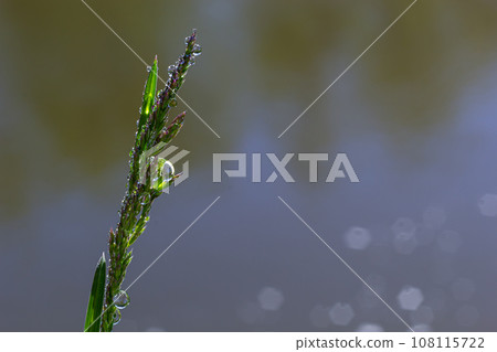 Fresh green grass with dew drops close up. Water driops on the fresh grass after rain. Light morning dew on the green grass 108115722