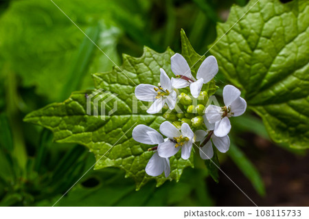 Garlic mustard flowers Alliaria petiolata close up. Alliaria petiolata, or garlic mustard, is a biennial flowering plant in the mustard family Brassicaceae 108115733