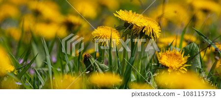 Field of blooming yellow dandelion flowers Taraxacum Officinale in park on spring time. A green meadow in the background. Place for subtitles. Medical herb and food ingredient 108115753