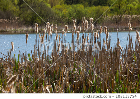 Cattails bulrush Typha latifolia beside river. Closeup of blooming cattails during early spring snowy background. Flowers and seed heads of fluffy cattail 108115754