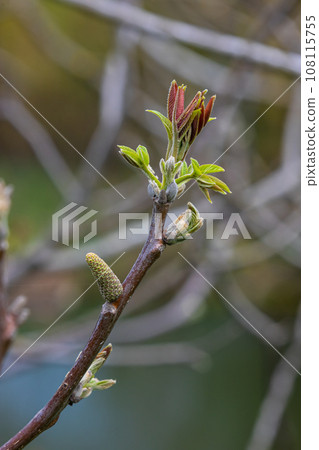 Walnut twig in spring, Walnut tree leaves and catkins close up. Walnut tree blooms, young leaves of the tree in the spring season, nature outdoors 108115755