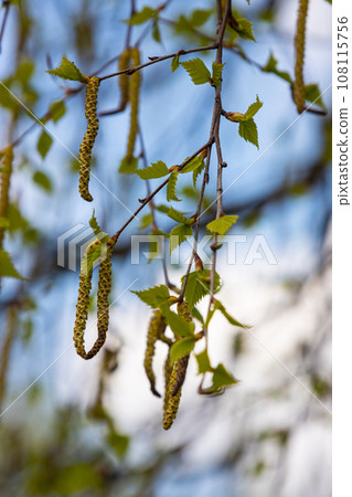 green spring leaves on a branch. birch leaves. birch branches, tree in the park, spring season. young leaves in nature. forest background, close-up. photo of nature. selective focus 108115756