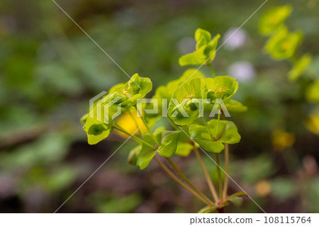 Close up of the yellow flowers of Cypress spurge Euphorbia cyparissias or leafy spurge Euphorbia esula Close up of the yellow flowers of Cypress spurge Euphorbia cyparissias or leafy spurge Euphorbia esula 108115764