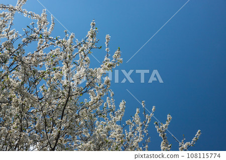 Selective focus of beautiful branches of plum blossoms on the tree under blue sky, Beautiful Sakura flowers during spring season in the park, Floral pattern texture, Nature background 108115774
