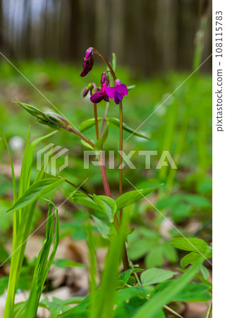 Lathyrus vernus in bloom, early spring vechling flower with blosoom and green leaves growing in forest, macro 108115783