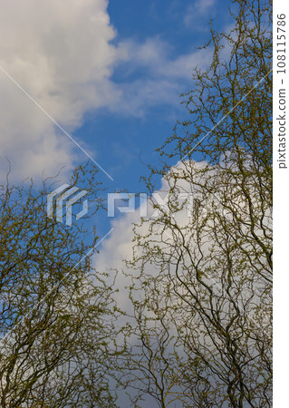 Dragons claw willow branches with new leaves and flowers against blue sky - Latin name - Salix matsudana Tortuosa 108115786