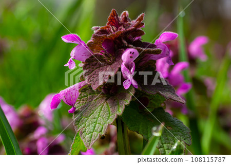 Deaf nettle blooming in a forest, Lamium purpureum. Spring purple flowers with leaves close up 108115787