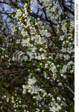 Selective focus of beautiful branches of plum blossoms on the tree under blue sky, Beautiful Sakura flowers during spring season in the park, Floral pattern texture, Nature background 108115788