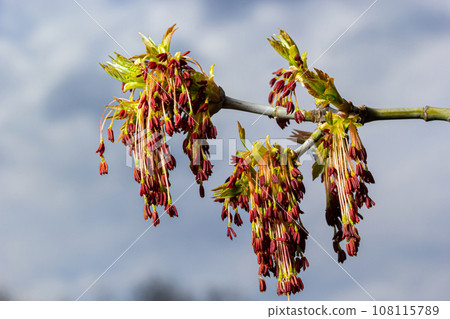The ash-leaved maple Acer negundo flowers in early spring, sunny day and natural environment, blurred background 108115789