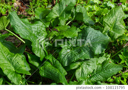 Cuckoopint or Arum maculatum arrow shaped leaf, woodland poisonous plant in family Araceae. arrow shaped leaves. Other names are nakeshead, adder's root, arum, wild arum, arum lily, lords-and-ladies 108115795