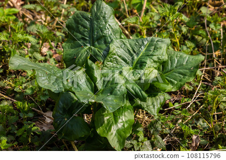 Cuckoopint or Arum maculatum arrow shaped leaf, woodland poisonous plant in family Araceae. arrow shaped leaves. Other names are nakeshead, adder's root, arum, wild arum, arum lily, lords-and-ladies Cuckoopint or Arum maculatum arrow shaped leaf, woodland poisonous plant in family Araceae. arrow shaped leaves. Other names are nakeshead, adder's root, arum, wild arum, arum lily, lords-and-ladies 108115796