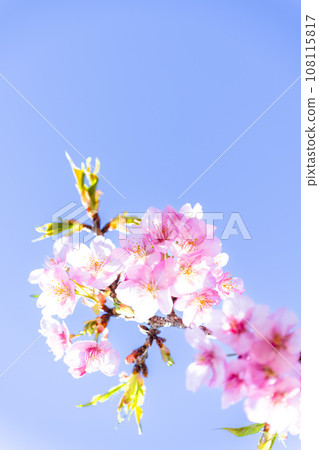 Close-up of cherry blossoms shining against the bright spring sky (copy space material) (Minamiaso Sakura Park/Aspecta) Minamiaso Close-up of cherry blossoms shining against the bright spring sky (copy space material) (Minamiaso Sakura Park/Aspecta) Minamiaso 108115817