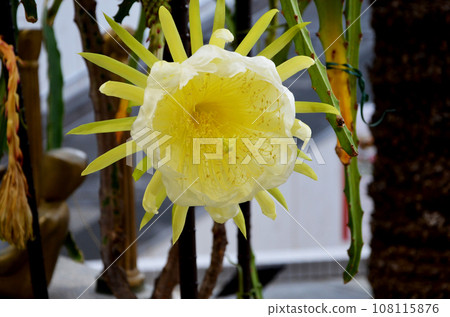 Dragon fruit (pitaya) flowers that look similar to moonbeauties Dragon fruit (pitaya) flowers that look similar to moonbeauties 108115876