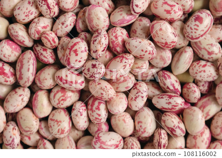 Cranberry beans. Fresh Organic Borlotti bean seeds spinning on turntable. Stylish modern food background. Magenta color. Creative foodstuff video. Grocery dietary backdrop. Advertising, trendy. Border 108116002