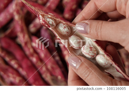 Cranberry beans. Fresh Organic Borlotti bean pods in farmer hands. Stylish modern food background. Magenta color. Creative foodstuff image. Grocery, dietary backdrop. Advertising, trendy Border 108116005