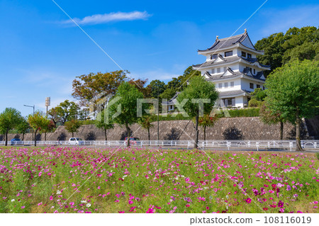 Asahi Castle and cosmos in full bloom <Owariasahi City, Aichi Prefecture> Asahi Castle and cosmos in full bloom <Owariasahi City, Aichi Prefecture> 108116019