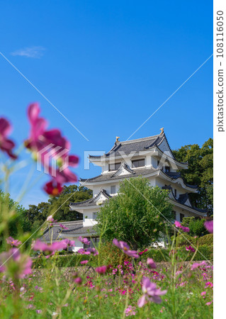 朝日城和盛開的波斯菊<愛知縣尾張旭市> 108116050