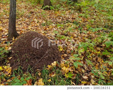 A large anthill in the autumn forest 108116151