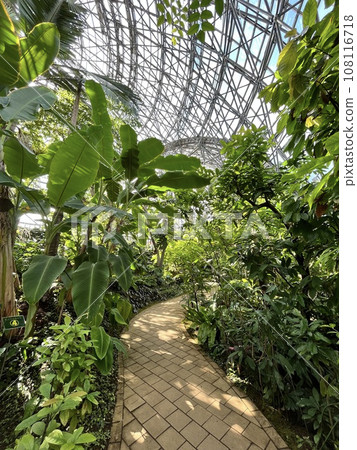 Foliage plant  108116718