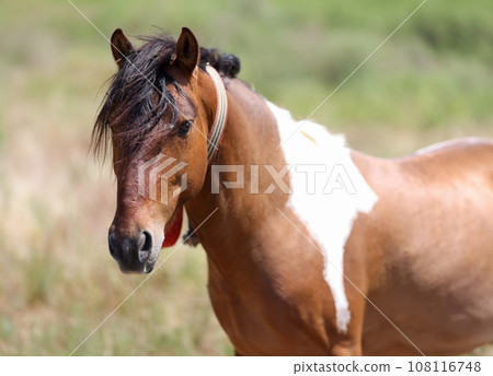 Closeup of muzzle of brown white horse with long mane Closeup of muzzle of brown white horse with long mane 108116748