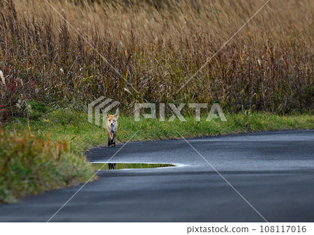 秋天_清晨的紅狐 108117016