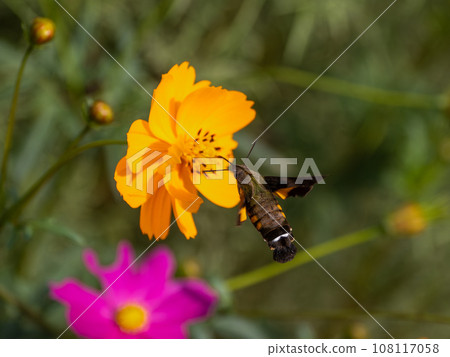 Hoshihojak從Kibana Cosmos吸蜂蜜 108117058