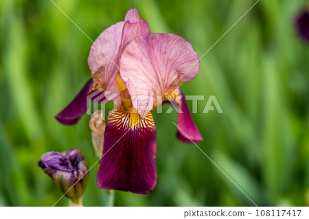 Spring colors ~Irises~ Spring colors ~Irises~ 108117417