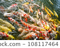 Koi swimming in the pond 108117464