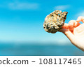 seashell in hand 108117465