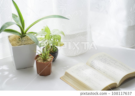 Houseplants growing by the window Houseplants growing by the window 108117637