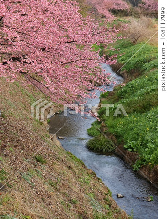 函南櫻花, 伊豆, 函南町, 柿澤川沿岸, 河津櫻花 108117999