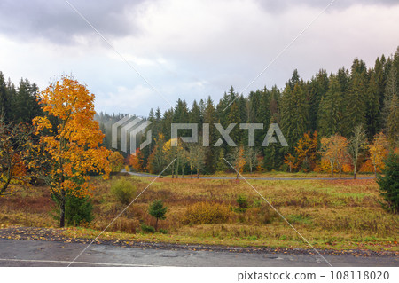 road pass through forested valley in autumn. rainy weather with overcast sky road pass through forested valley in autumn. rainy weather with overcast sky 108118020