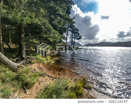 Scots Pine trees at Lough Veagh in County Donegal - Ireland 108118147