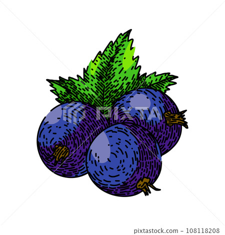 berry black currant sketch hand drawn vector berry black currant sketch hand drawn vector 108118208
