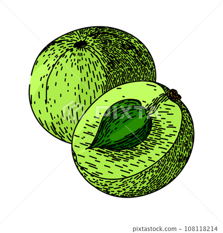 ingredient amla sketch hand drawn vector ingredient amla sketch hand drawn vector 108118214